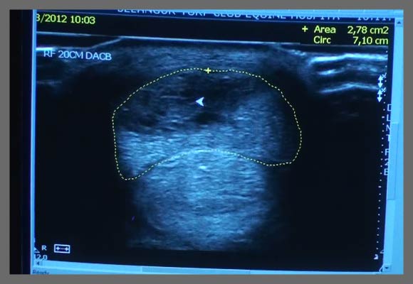 Fast tissue healing of SDF Tendon of horses with VET-2 Sonotron